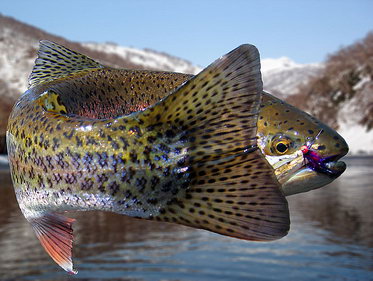 forel'-nahlystom.jpg